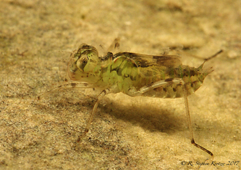 Sympetrum corruptum, nymph